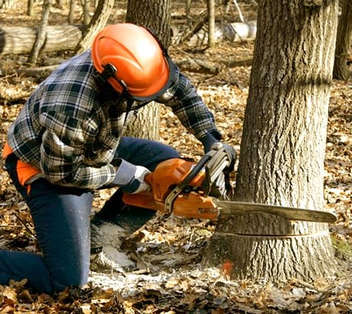 Tree Removal in Mooreland, OK